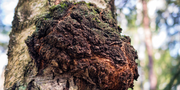 What are Chaga Mushrooms?