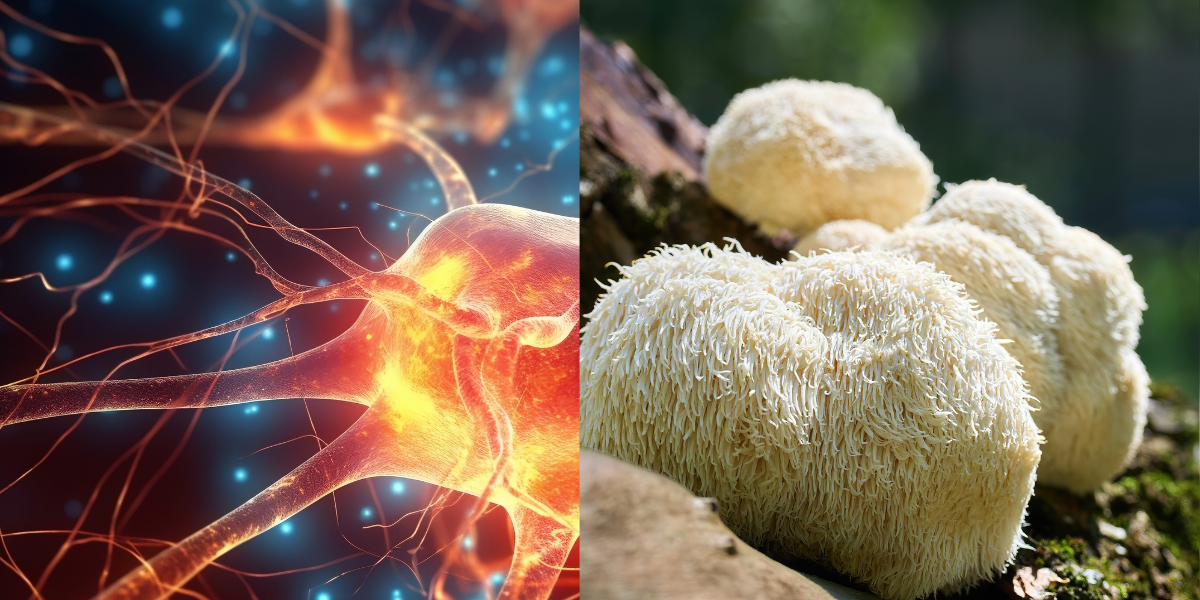 ADHD and Lion’s Mane